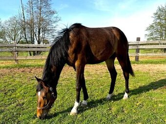 mladý valach s výborným původem a sportovním potenciálem