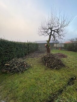 Větve z jabloně a vrby