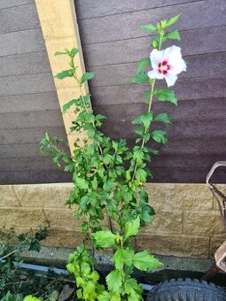 Ibišek syrský na kmínku