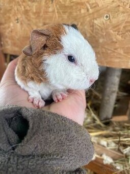 Us Teddy morčátko sameček