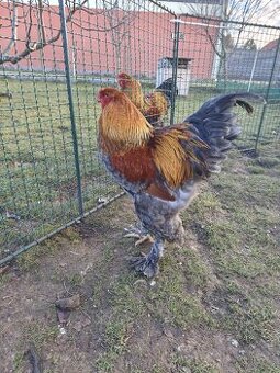 Brahmánka velká koroptví vlnita