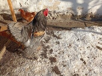 Kohout Brahmánky velké