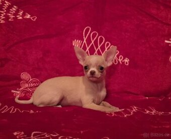 Čivava krémová krátkosrstá fenka