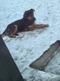 Daruji 8mesicniho psa - 1