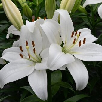 Lilile "královské" mrazuvzdorné