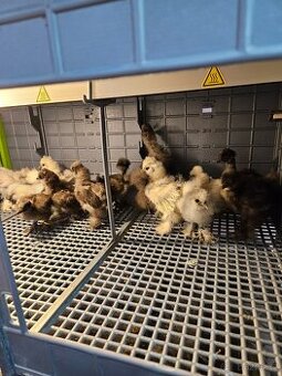 Hedvábničky USA kuřátka