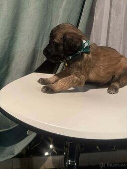 Štěně labrador x stafort