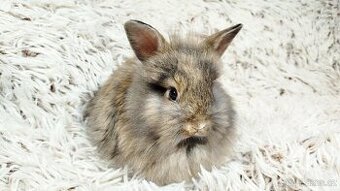 Zakrslý králík, králíček - HARRY