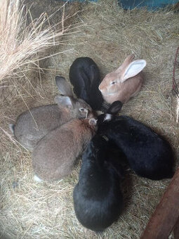 prodám samice králíků k užitkovému chovu