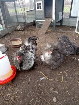 NV USA hedvabnicka krahujičí