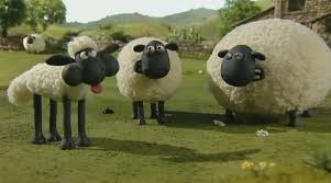 Koupím ovce masného plemene