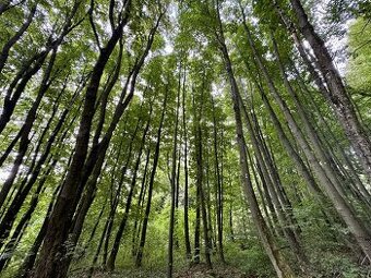 Prodej, pozemek, 12 587 m, , Lopeník, Česko