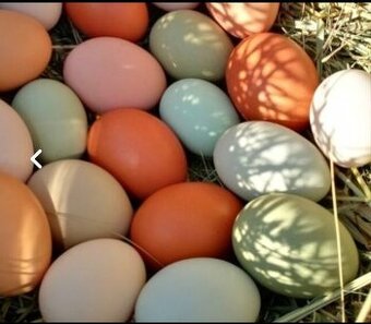 Domácí vejce vajíčka