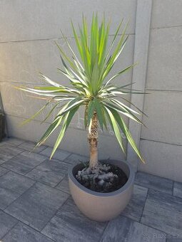 Juka obrovská (Yucca elephantipes), 100cm