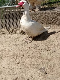 Pižmový bílý kačer a kachna