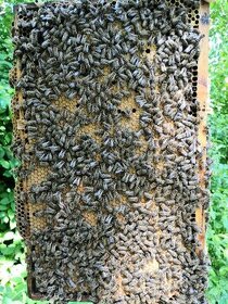 Vyzimovaná včelstva a oddělky 2024