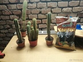 Daruji kaktusy