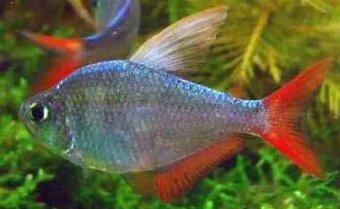 Tetra darienská - Hyphesobrycon columbianus