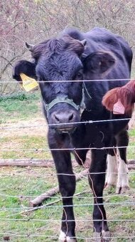 Prodám mléčnou jalovici Brown Swiss x Holšřýn
