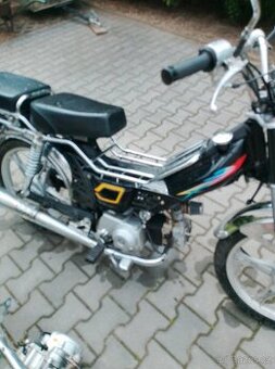 Jawa betka(Champ)