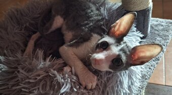Cornish Rex kotě