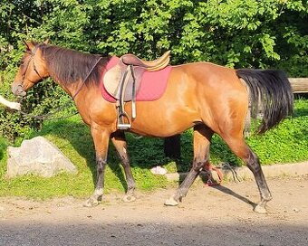 Kobylka QH s USA certifikát (rezervace)