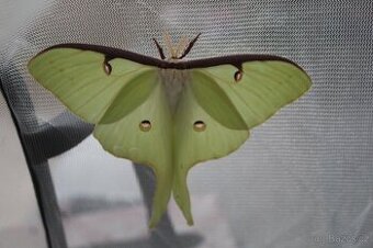 Martináč Měsíčitý - actias luna