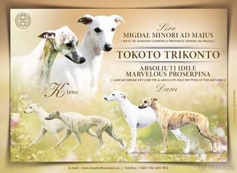 Vipet/whippet s PP