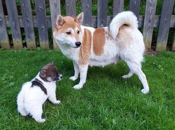 Shiba inu pinto s PP-1.vrh v ČR
