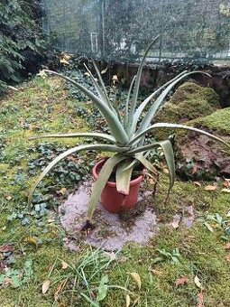 Aloe vera velká
