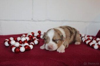 Miniaturní americký ovčák s PP