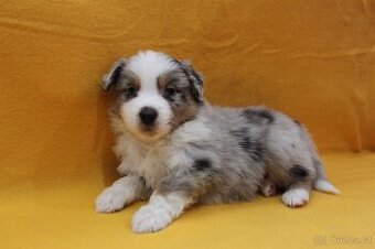 Miniaturní americký ovčák s PP