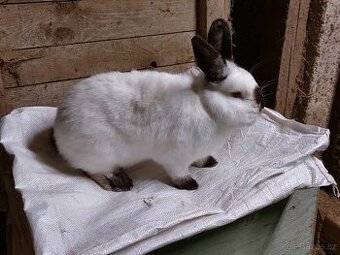 Kalifornský černý