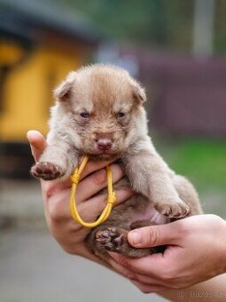 Saarloosův vlčák - prodej