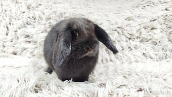 Zakrslý beránek, králíček, králík - BIBI