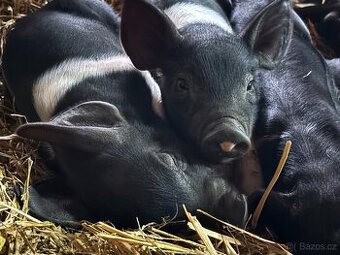 PRODEJ SELAT PŘEŠTICKÉHO ČERNOSTRAKATÉHO PRASETE