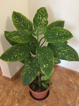 Difenbachie, vzrostlé, dekorativní