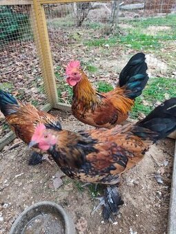 Kohouti zakrslá rousná