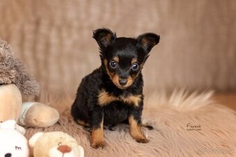 Pražský krysařík s průkazem původu FCI