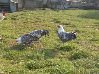 Vestfálská slepice