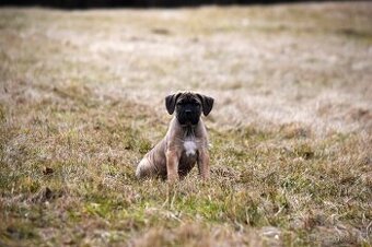 Cane corso s FCI  PP