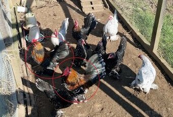 Kouhoutci - zakrslá rousná