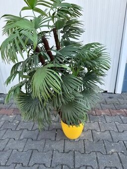 Umělá palma (velká dekorace)