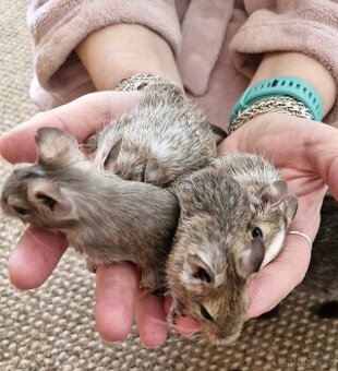 Osmak degu mláďata-kluci