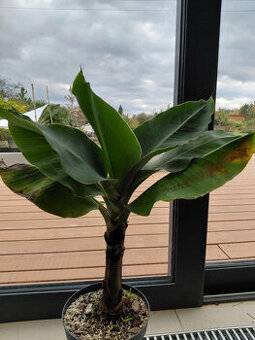 Zakrslý banánovník