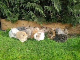 Velikonoční teddy králíčci a lvíčci s VP