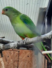 Papoušek nadherný