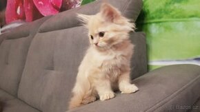 Koťata perská křížená s mainskou mývalí