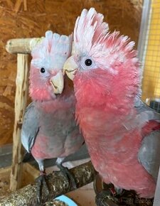 Kakadu růžový ručně dokrmené