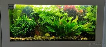 Rostliny akvarijní
